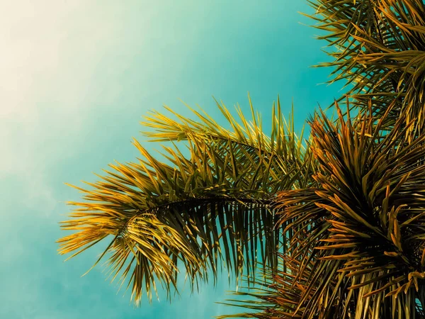 Palmen. Jahrgang getönt. Sonnenlicht — Stockfoto