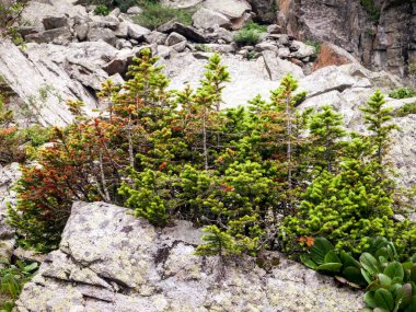 Vahşi yaşam Karakol Göller bölgesinde Altay