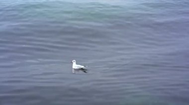 Seagull floats on the waves of the Bosphorus in the rain