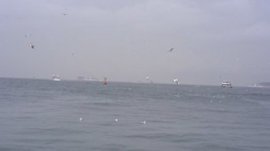 Seagulls fly above the waves, the rain, the ships