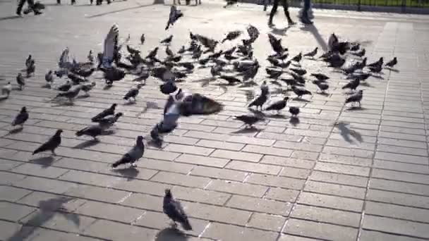 Las palomas en la plaza e ir a volar — Vídeos de Stock
