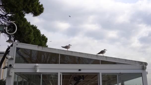 Чайки сидят на крыше — стоковое видео