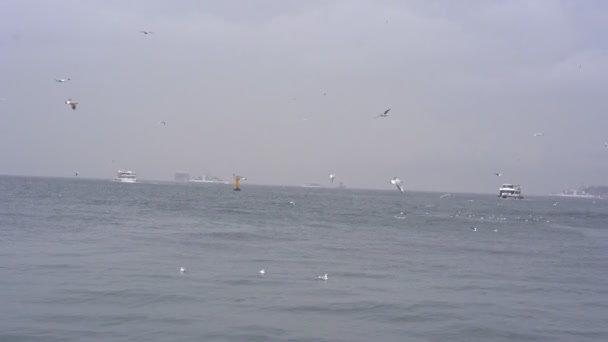 Seagulls fly above the waves, the rain, the ships — Stock video