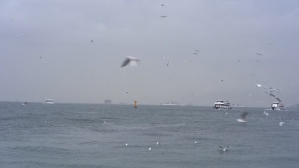 Seagulls fly above the waves, the rain, the ships — Stok video