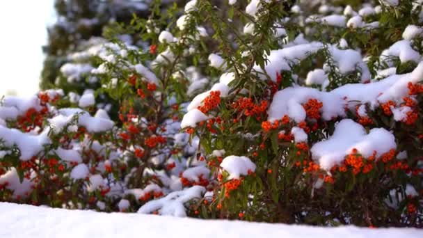 Les baies d'argousier dans la neige .