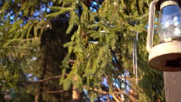 Icicle on a spruce branch next to the lantern. — ストック動画