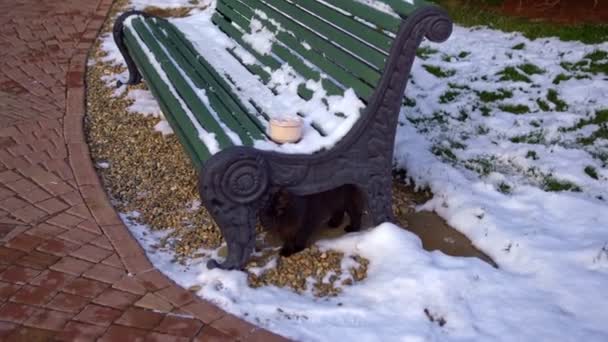 Black cat comes out from under the benches — Stockvideo