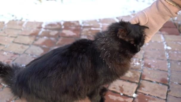 A gloved hand stroking a black cat. — Stock Video