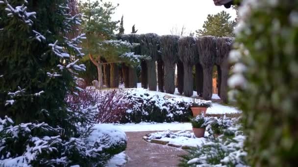 Зимний парк и деревья со снегом . — стоковое видео