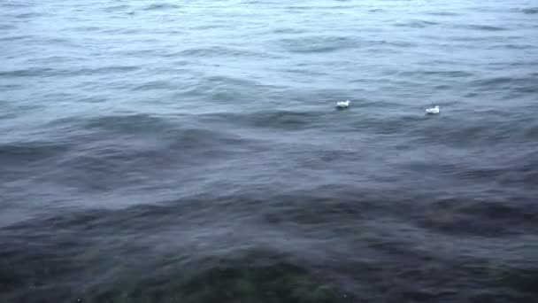 La mouette flotte sur les vagues du Bosphore sous la pluie — Video