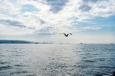 Martı denizin üzerinde uçuyor.