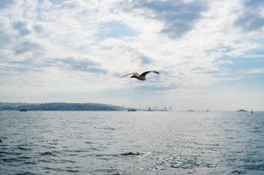 Martı denizin üzerinde uçuyor.