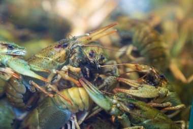 live crayfish in the store in the aquarium