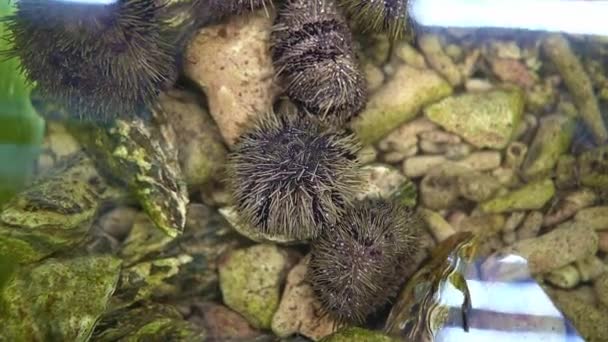 Sea urchins in an aquarium shop for sale seafood — Stockvideo