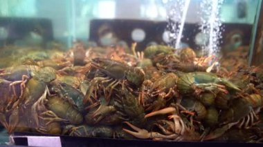 Live crayfish in an aquarium in water shop for sale
