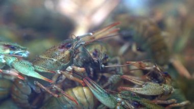 Live crayfish in an aquarium in water shop for sale