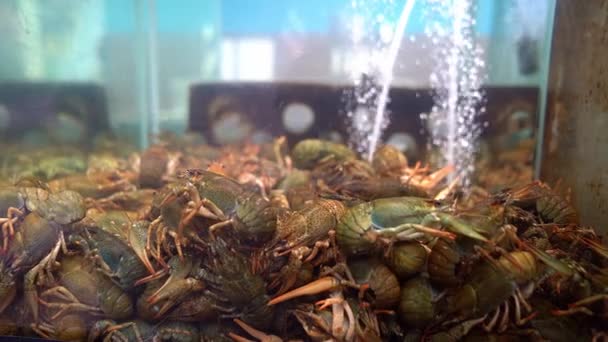 Live crayfish in an aquarium in water shop for sale — Stockvideo