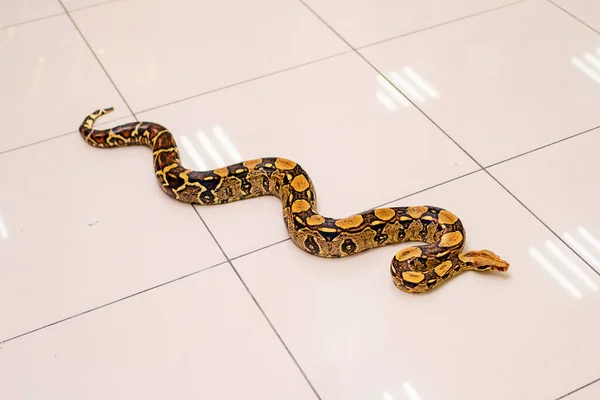 Python snake on the floor of the shiny bright tile