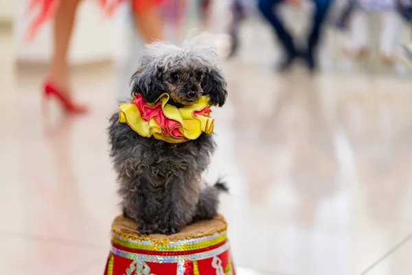 trained circus dog poodle at the performance