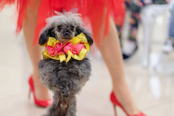 5,952 Dogs Fashion Show Stock Photos, High-Res Pictures, and Images - Getty  Images
