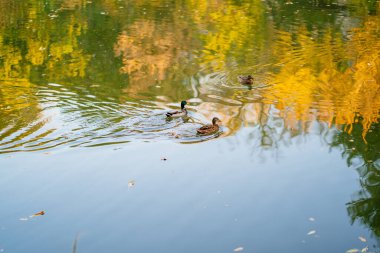 El ele tutuşan bir çift. Hamilelik süresi.