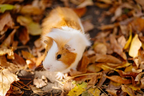 white yellow Guinea pig on autumn leaves.