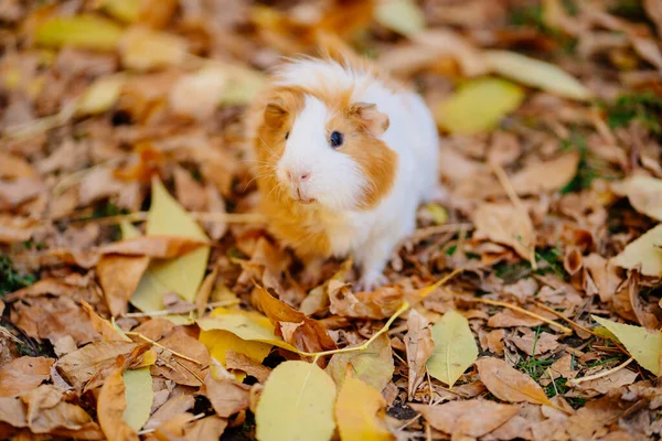 white yellow Guinea pig on autumn leaves.