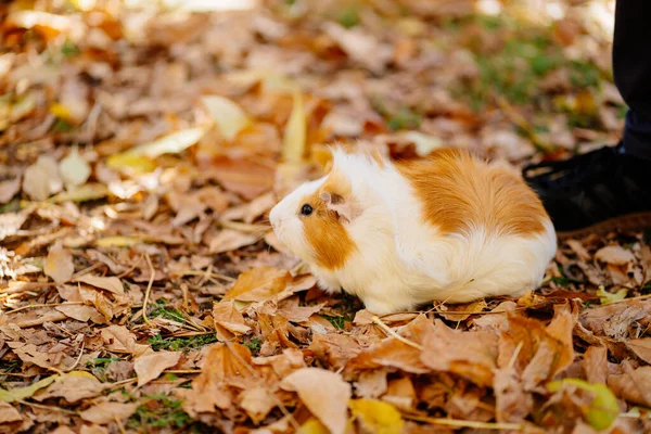 white yellow Guinea pig on autumn leaves.