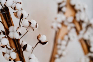 İç kısımda doğal pamuk dalları. dekorasyon