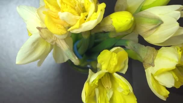 Time laps yellow flowers of the Narcissus blossoms — Stock Video