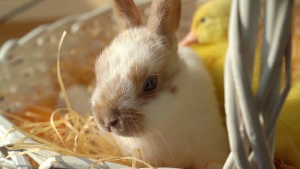 Conejo de Pascua en canasta blanca con patito . — Vídeo de stock