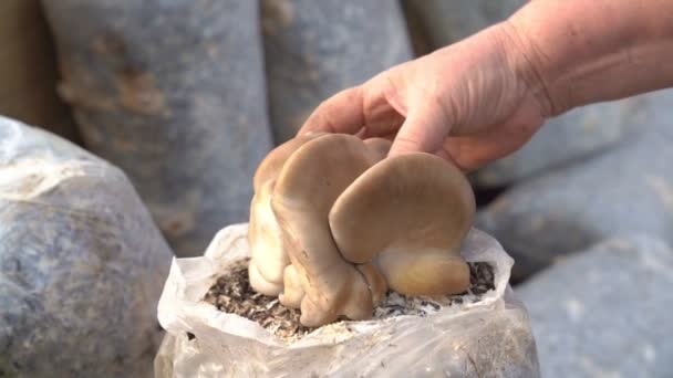 Ręce łzy żniwa duże ostrygi grzyby worek skórka — Wideo stockowe