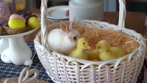 Пасхальний кролик з трьома каченятами в кошику. — стокове відео