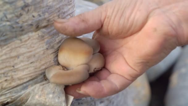 Hand tranen oogst van oester paddestoelen zak schil — Stockvideo