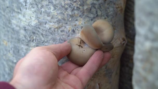 Homme main larmes récolte huître champignons sac peau — Video