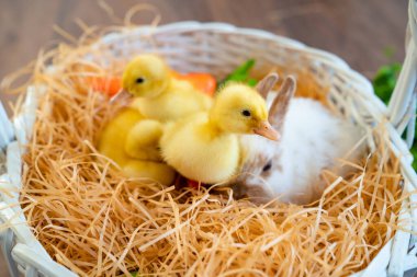 Paskalya Tavşanı ve ördek yavruları, beyaz sepette..