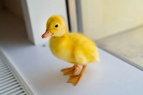 Kleine gelbe Ente steht am Fenster. — Stockfoto