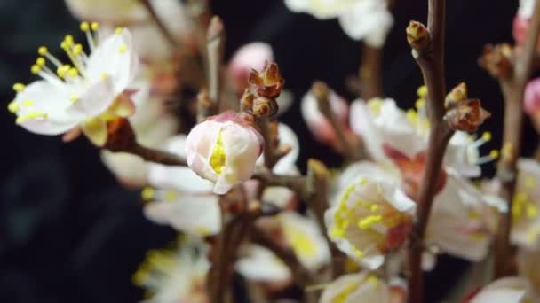 A sárgabarackfa virágzó timelapse ága. — Stock videók