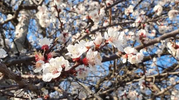 Ramo de árvore de primavera florescente no vento. primavera . — Vídeo de Stock