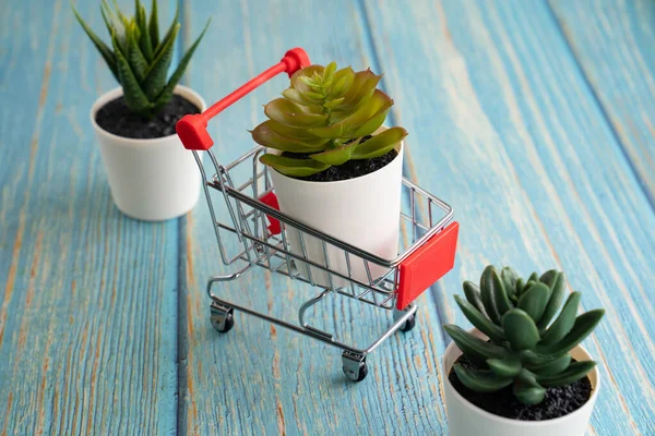 Mini Shopping Cart Supermarket dengan tiga Plant — Stok Foto