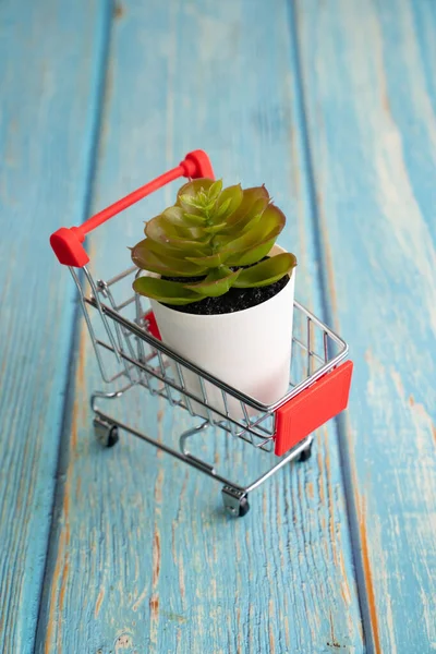 Mini Panier Supermarché plante succulente — Photo