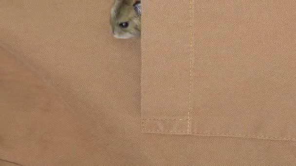 Hamster klettert aus brauner Tasche. — Stockvideo