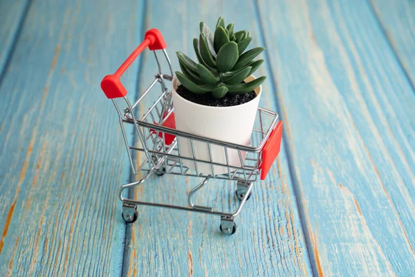 Mini carrello Supermercato Pianta succulenta — Foto Stock