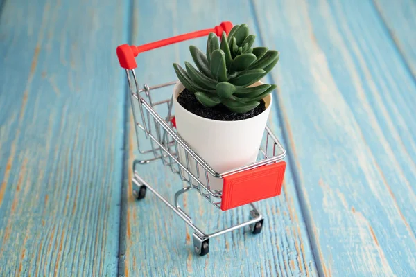 Piccolo carrello della spesa Supermercato pianta succulenta — Foto Stock