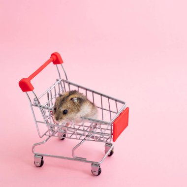 Asya hamsterı kaçar ve alışveriş arabasında oturur.