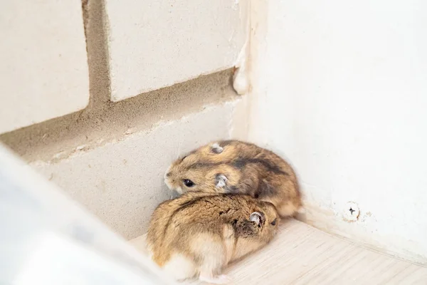 Myszy lub chomiki biegają po całej podłodze w domu. — Zdjęcie stockowe