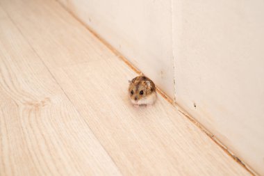 Fareler ve hamsterlar evin her yerinde koşuşturuyor..