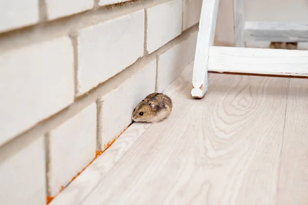 Mice or hamsters run all over floor in house. — Stock Photo, Image