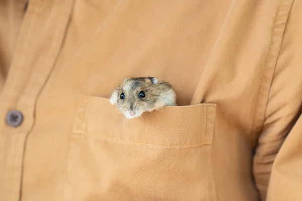 Hamster klettert aus brauner Tasche. — Stockfoto