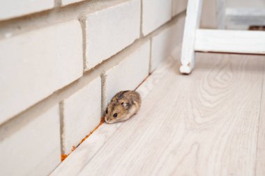 Fareler ve hamsterlar evin her yerinde koşuşturuyor..